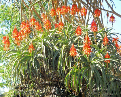 Aloes in bloom: Birdwatchers delight
