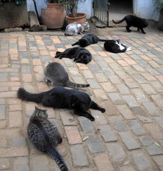 Sunday catnip party