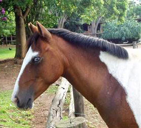 Cheyenne: our blue eyed girl