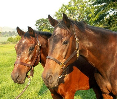 Dusty and Jets: long time friends