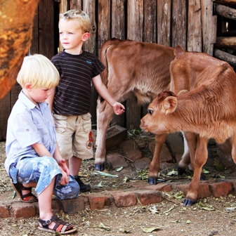 Friendly calves