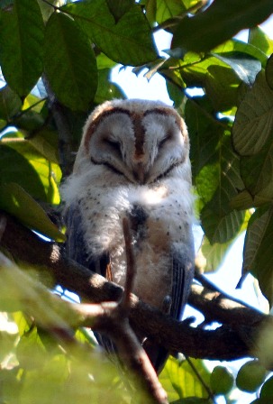 This year's owlet