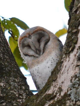 Nyanza's very own owls: last year's baby