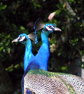 Proud as a peacock