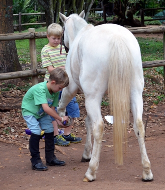 Horse care