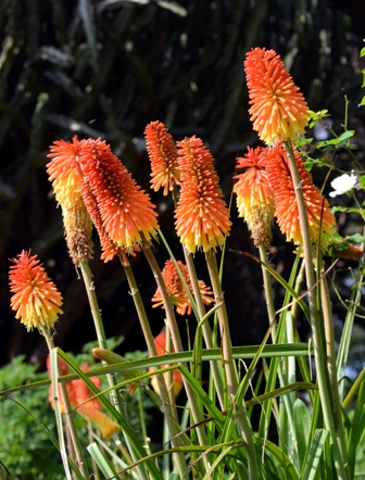 Red hot pokers