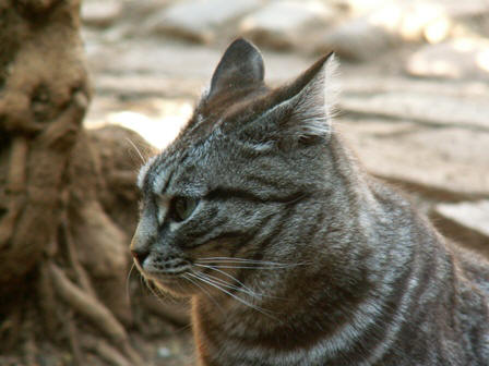 Miss Ingwe the leopard