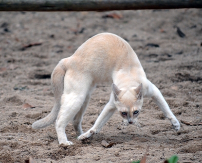 Karate cat