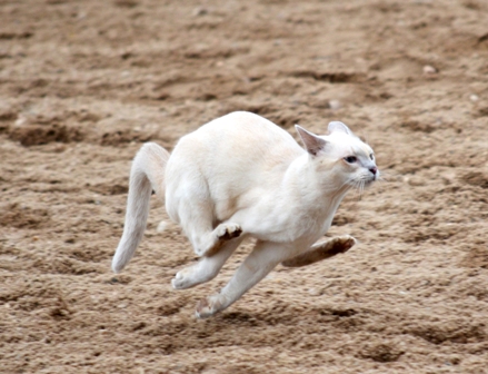 Practicing the cheetah run