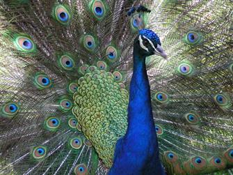 Peacock in full splendour