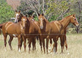 Regent and Straight Six enjoying a happy retirement with all their friends