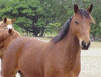 Chiredzi in the paddock