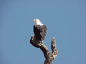 Fish Eagle