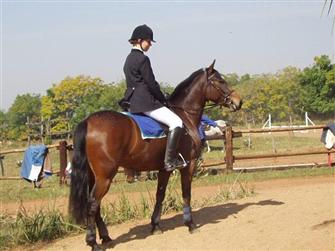 Belade at a Showjumping event