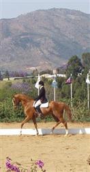 Illusion competing at FEI Dressage