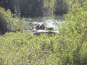 Hippo Pool