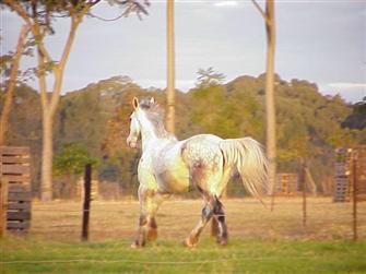 Jester cantering