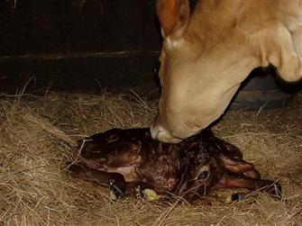 New born calf