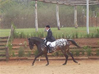 Manetuwi in the warmup arena