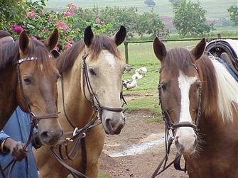 Outlaw, Forrest and Tabaris