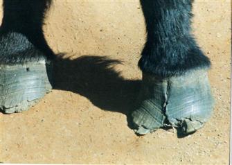 Palala's hooves when she arrived