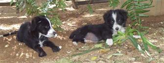 Border collie puppies