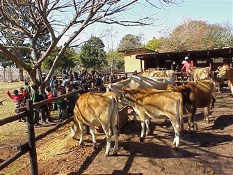 Meet the cows