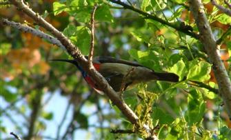 Sunbird