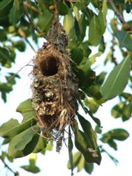 Sunbird nest