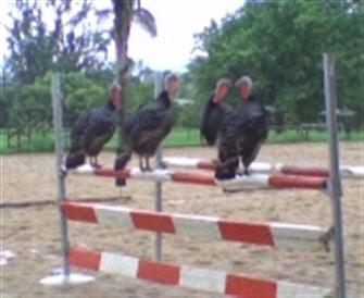 Turkeys on a jump